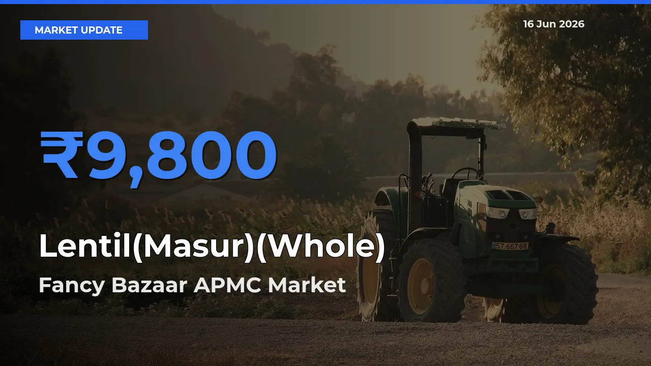 Lentil(Masur)(Whole) Mandi Rate Today: Fancy Bazaar APMC Tops the List