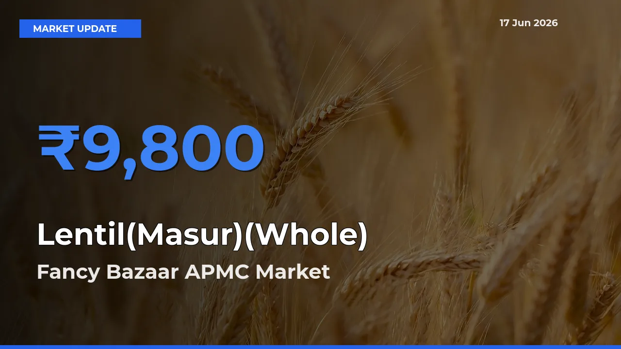 Fancy Bazaar APMC Offers ₹9,800 – Highest Lentil(Masur)(Whole) Rate Today