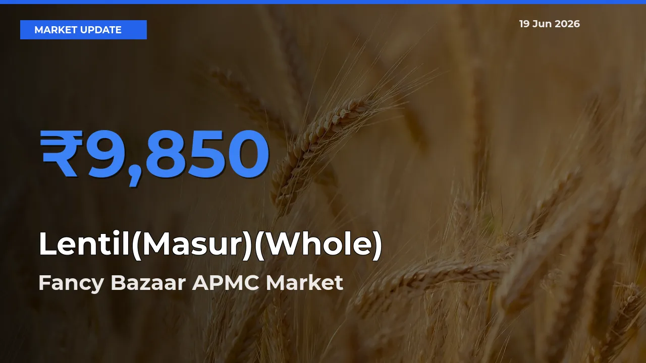 Lentil(Masur)(Whole) Mandi Rate Today: Fancy Bazaar APMC Tops the List