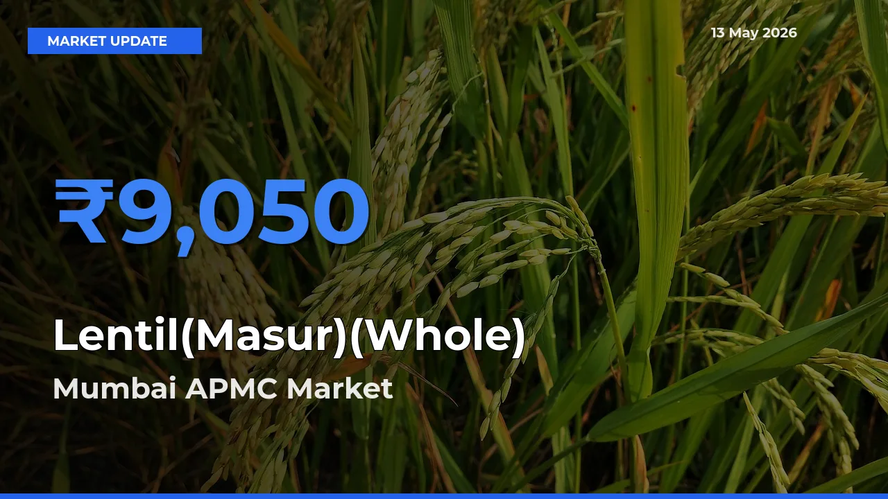 Mumbai APMC Tops Lentil(Masur)(Whole) Mandi Rates Today