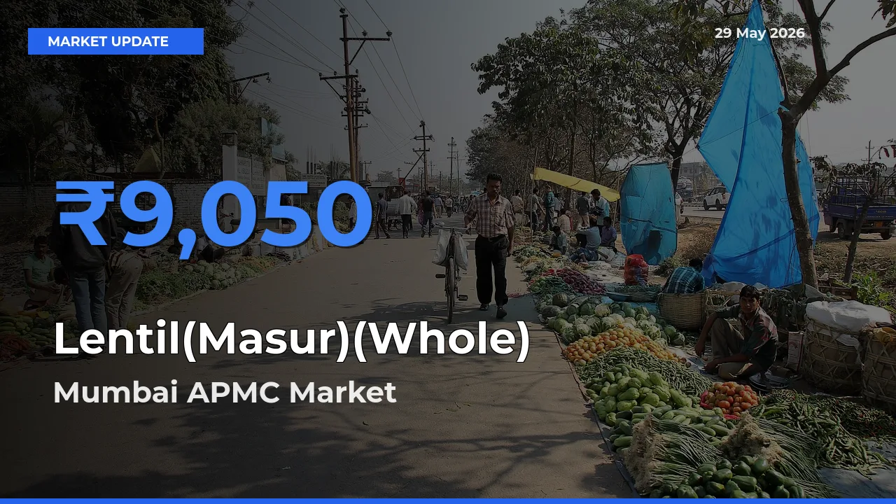 Farmers Prefer Mumbai APMC as Lentil(Masur)(Whole) Hits Highest Rate