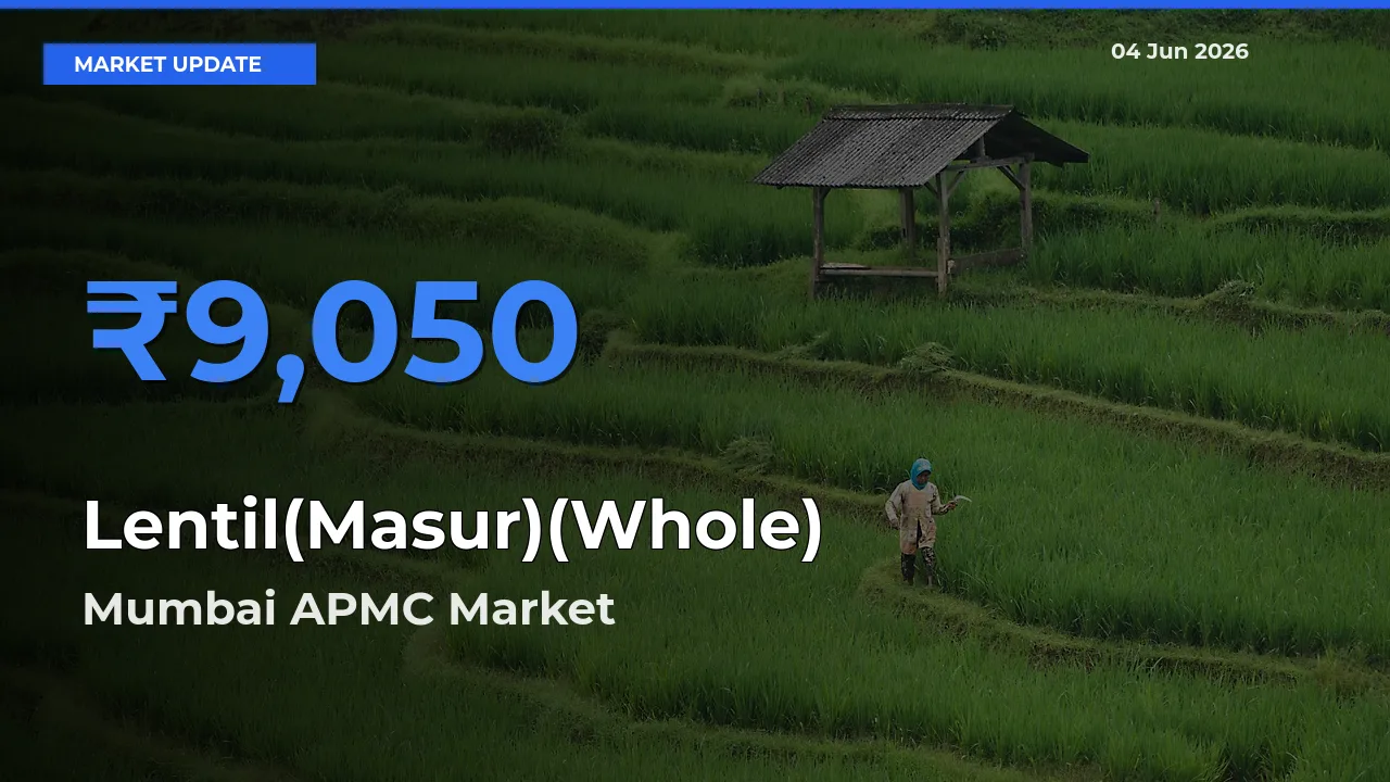 Mumbai APMC Tops Lentil(Masur)(Whole) Rates – June 04 Market Update