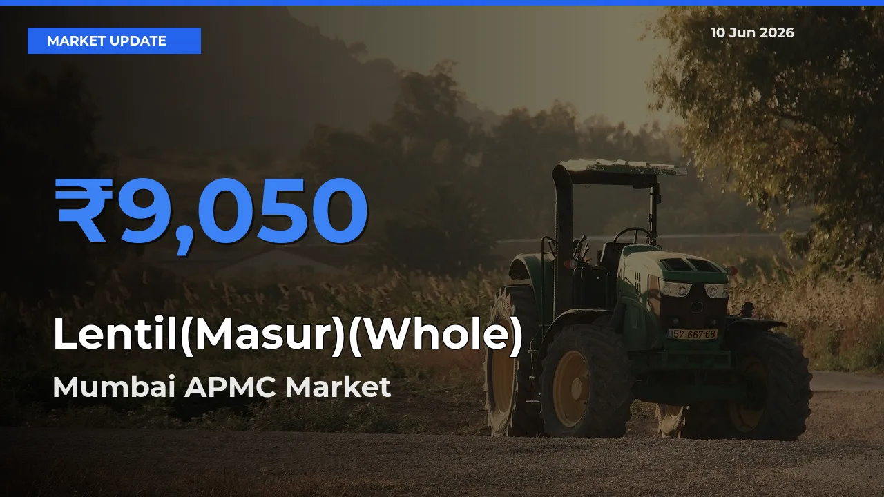 Market Watch: Mumbai APMC Becomes Top Mandi for Lentil(Masur)(Whole)