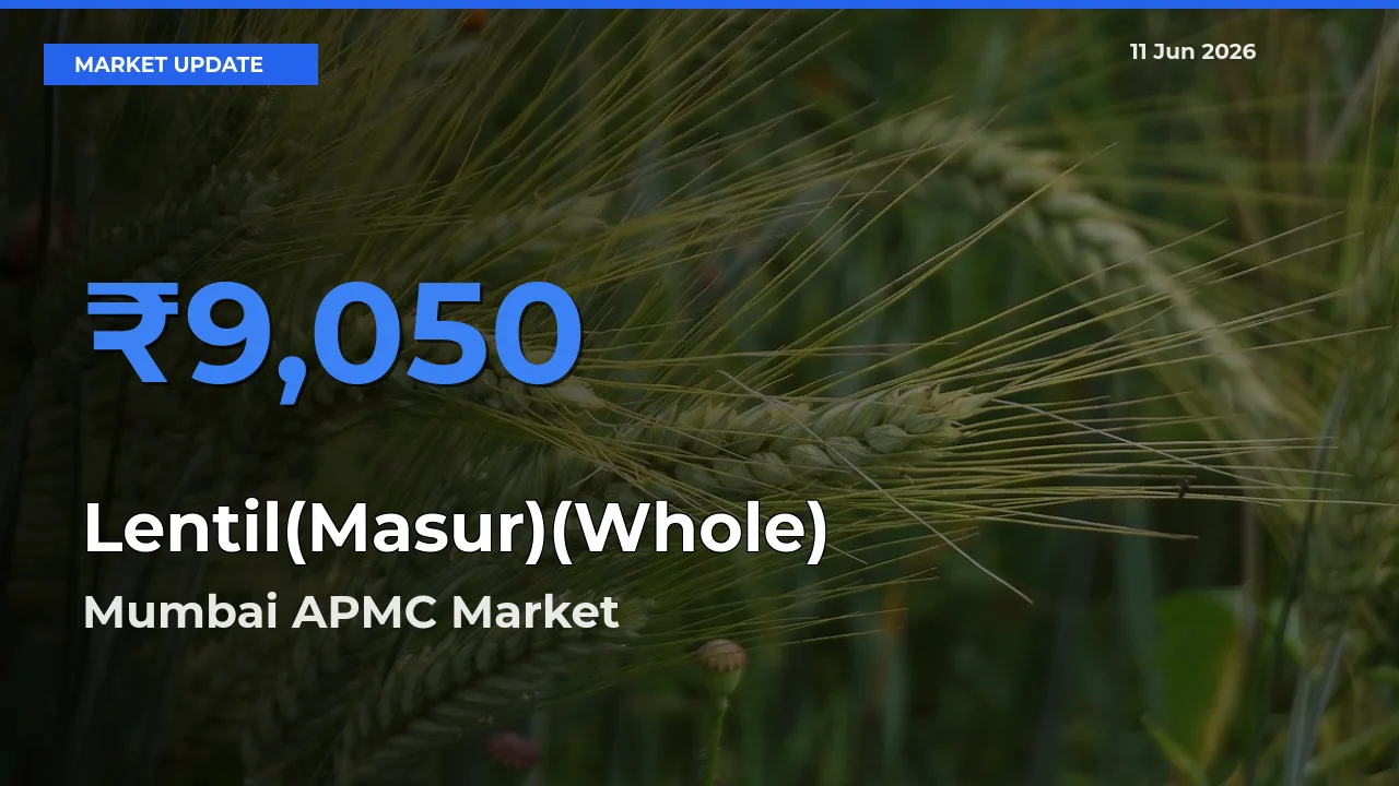 Mumbai APMC Records Highest ₹9,050 Rate for Lentil(Masur)(Whole)