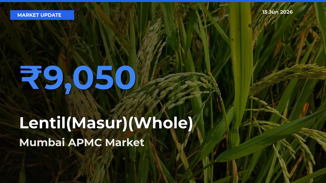 Mumbai APMC Emerges as Top Mandi for Lentil(Masur)(Whole) Prices Today