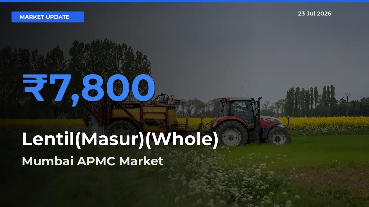 Farmers Prefer Mumbai APMC as Lentil(Masur)(Whole) Hits Highest Rate