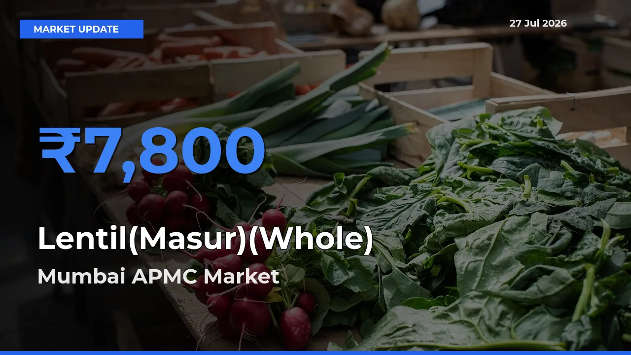 Farmers Prefer Mumbai APMC, Maharashtra as Lentil(Masur)(Whole) Hits Highest Rate