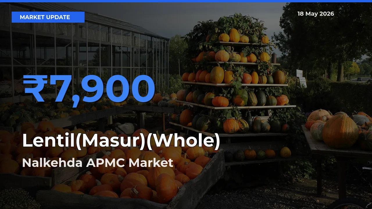 Nalkehda APMC Tops Lentil(Masur)(Whole) Rates – May 18 Market Update