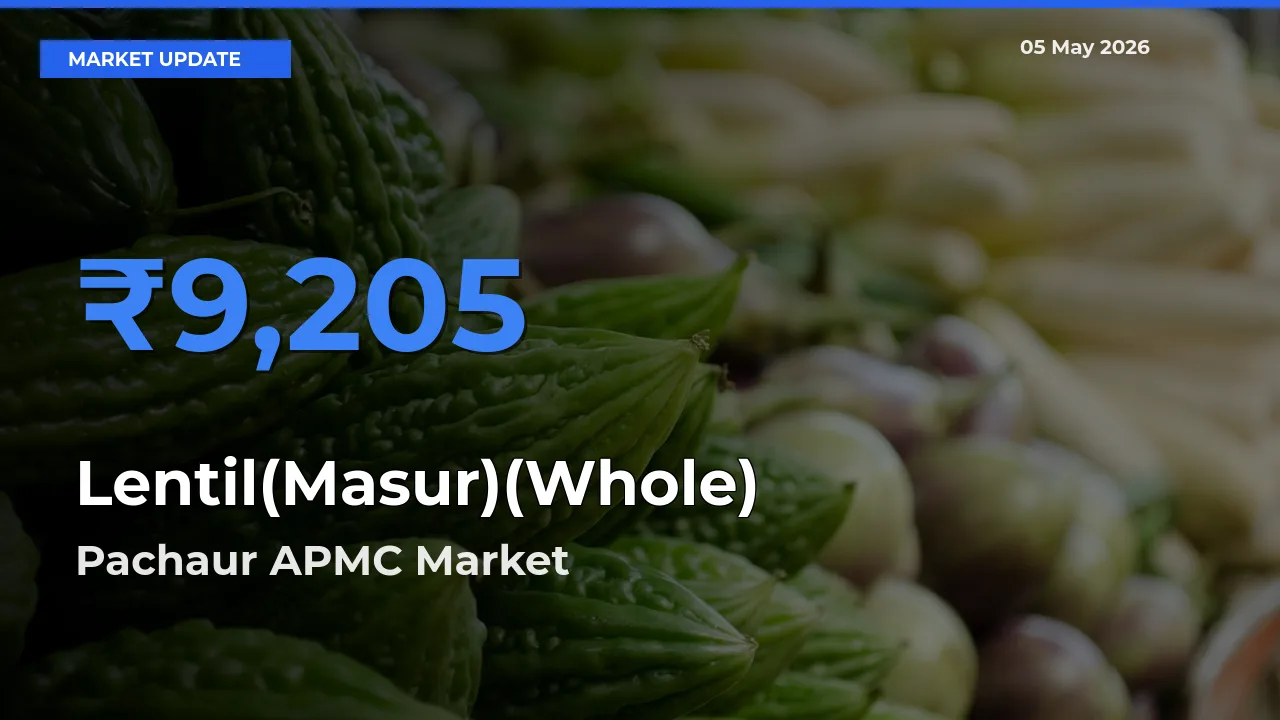 Market Watch: Pachaur APMC Becomes Top Mandi for Lentil(Masur)(Whole)