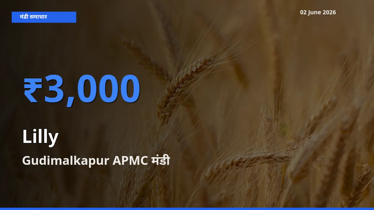 आज लिली के सबसे ज़्यादा दाम Gudimalkapur APMC मंडी में दर्ज