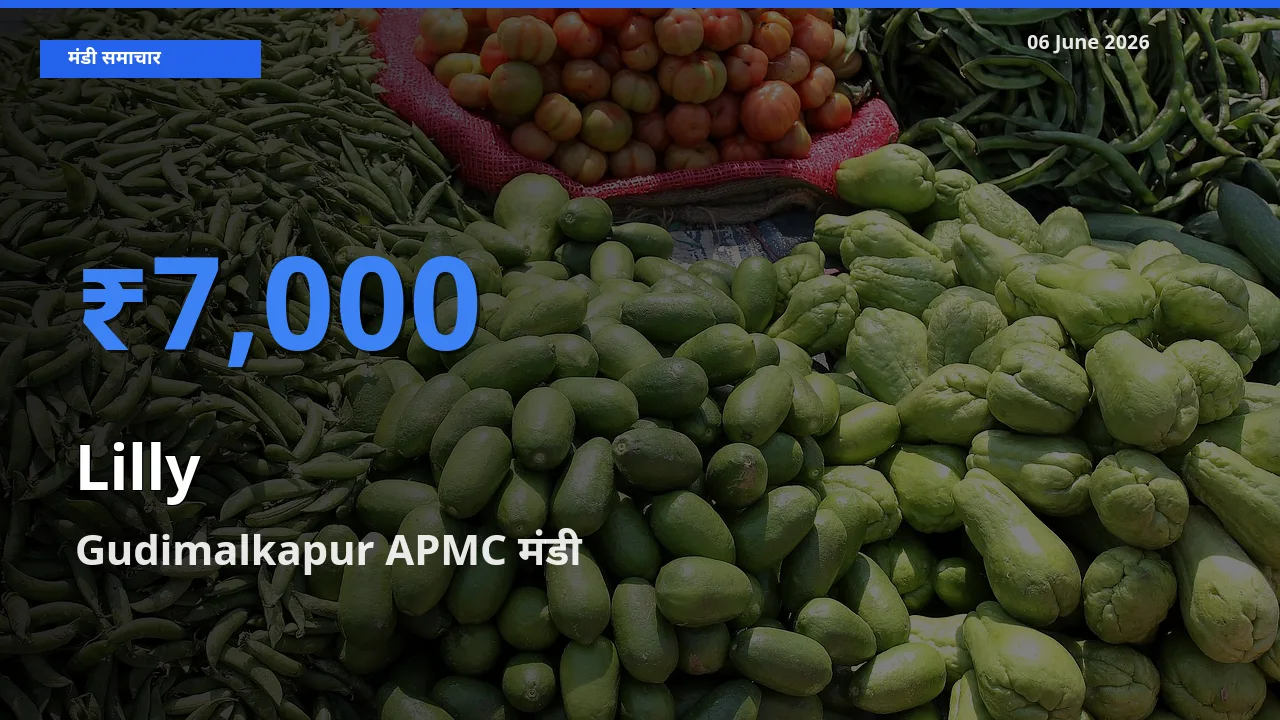 Gudimalkapur APMC मंडी में आज लिली के सबसे ऊँचे दाम दर्ज