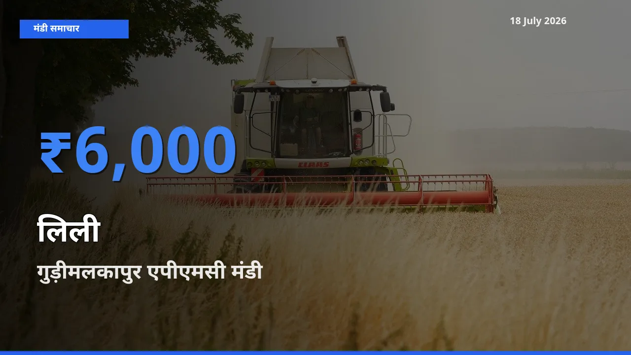 आज लिली के सबसे ज़्यादा दाम गुड़ीमलकापुर एपीएमसी मंडी में दर्ज