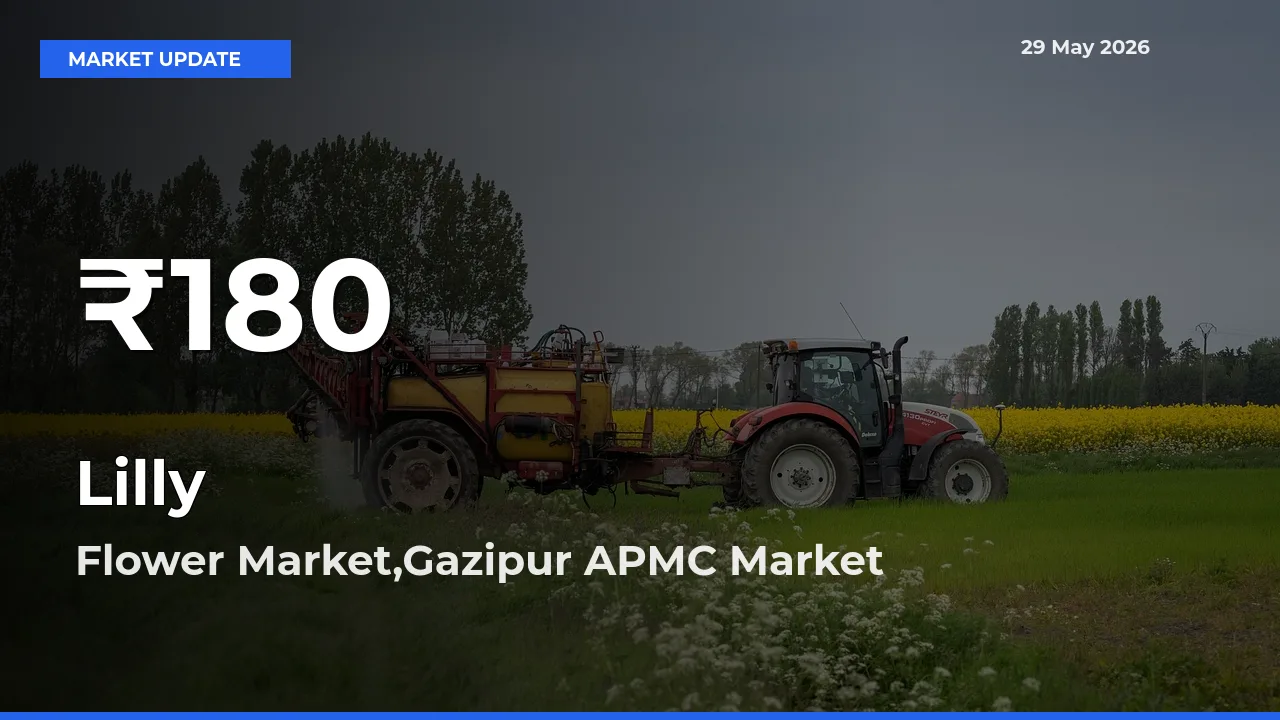 Big Drop! Lilly Slides to 30-Day Low at Flower Market,Gazipur APMC