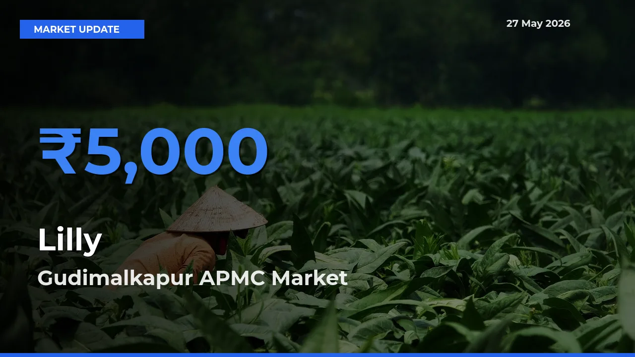 Gudimalkapur APMC Records Highest ₹5,000 Rate for Lilly