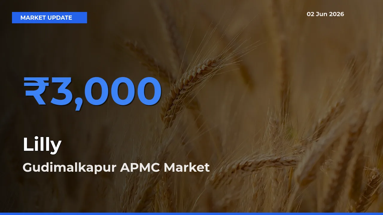 Gudimalkapur APMC Offers ₹3,000 – Highest Lilly Rate Today