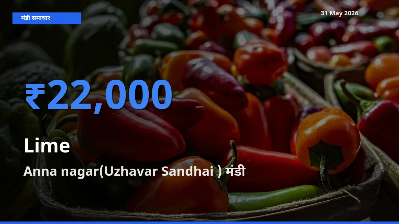 आज नींबू के सबसे ज़्यादा दाम Anna nagar(Uzhavar Sandhai ) मंडी में दर्ज