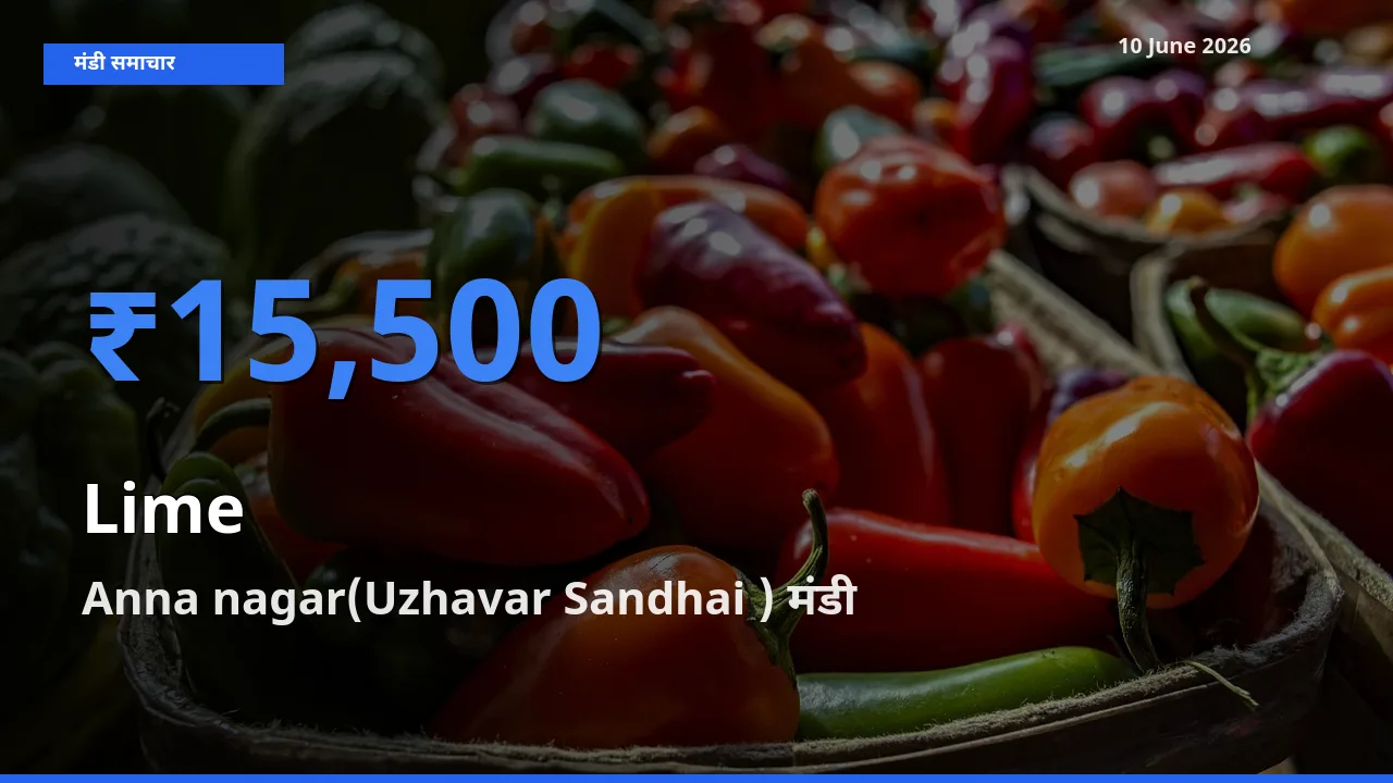 आज नींबू के सबसे ऊँचे दाम ₹15,500 Anna nagar(Uzhavar Sandhai ) मंडी में