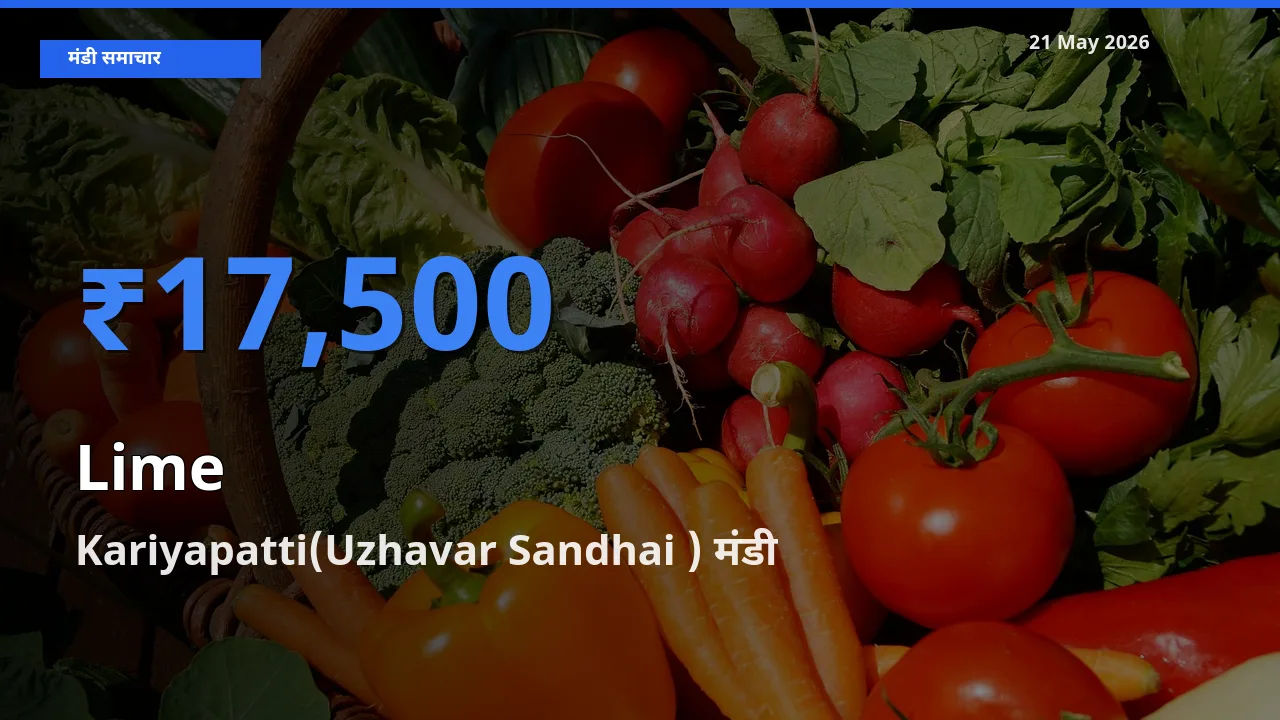 Kariyapatti(Uzhavar Sandhai ) में नींबू का आज सबसे ऊँचा भाव