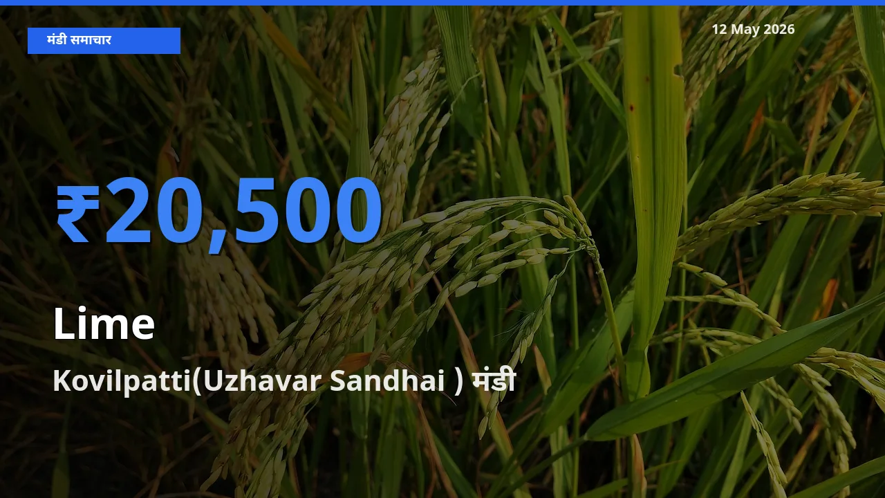 Kovilpatti(Uzhavar Sandhai ) मंडी में नींबू ₹20,500 पर पहुँचा – आज का सर्वोच्च भाव