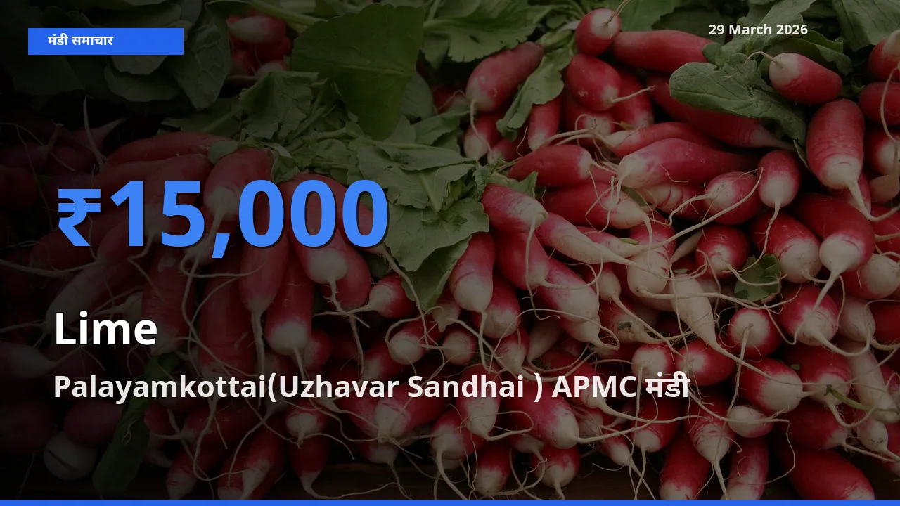 टॉप मंडी बना Palayamkottai(Uzhavar Sandhai ) APMC! नींबू के सबसे ऊँचे दाम यहीं दर्ज