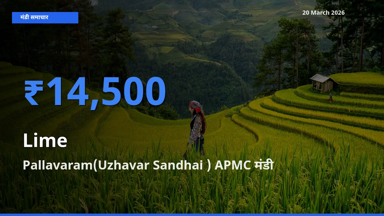 आज नींबू के सबसे ज़्यादा दाम Pallavaram(Uzhavar Sandhai ) APMC मंडी में दर्ज