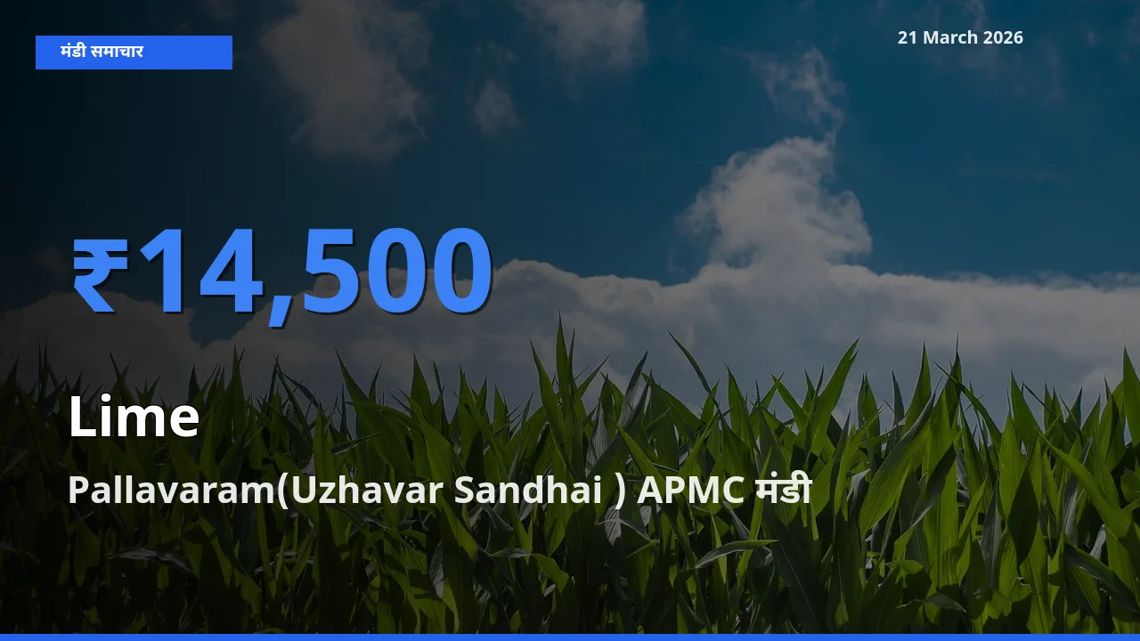 Pallavaram(Uzhavar Sandhai ) APMC मंडी में आज नींबू के सबसे ऊँचे दाम दर्ज