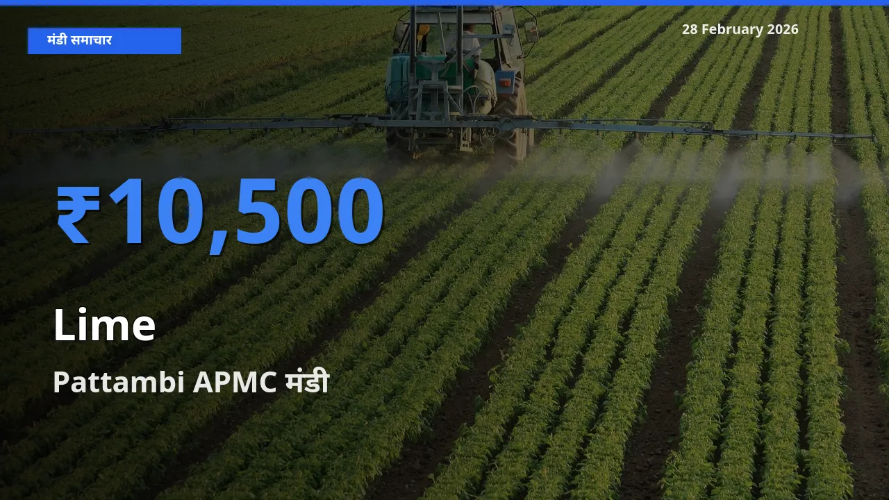 Pattambi APMC मंडी में आज Lime के सबसे ऊँचे दाम दर्ज
