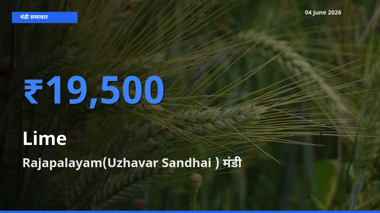 04 June अपडेट: नींबू के सबसे ऊँचे दाम Rajapalayam(Uzhavar Sandhai ) मंडी में