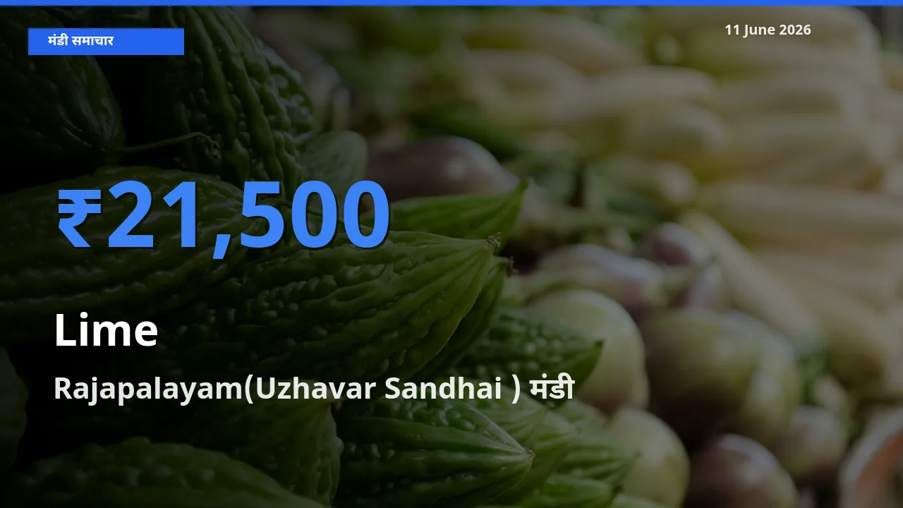 Rajapalayam(Uzhavar Sandhai ) मंडी में आज नींबू के सबसे ऊँचे दाम दर्ज