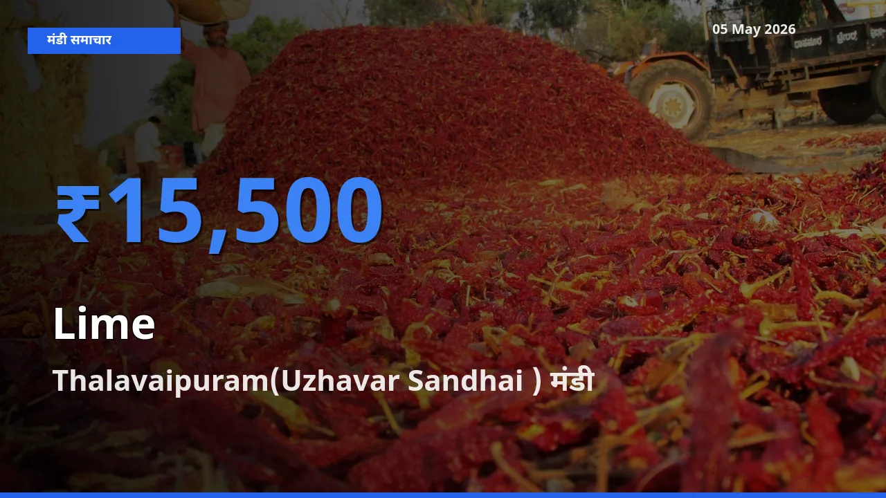 Thalavaipuram(Uzhavar Sandhai ) में नींबू का आज सबसे ऊँचा भाव