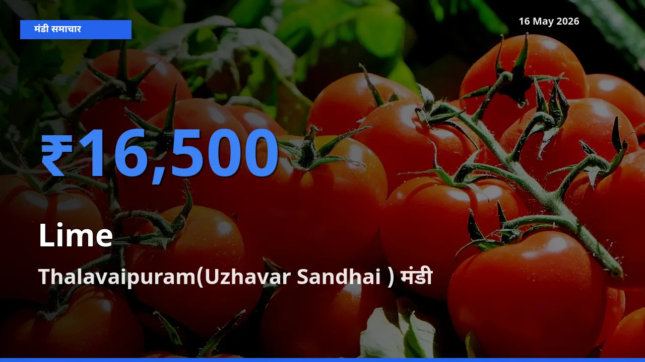 आज नींबू के सबसे ज़्यादा दाम Thalavaipuram(Uzhavar Sandhai ) मंडी में दर्ज