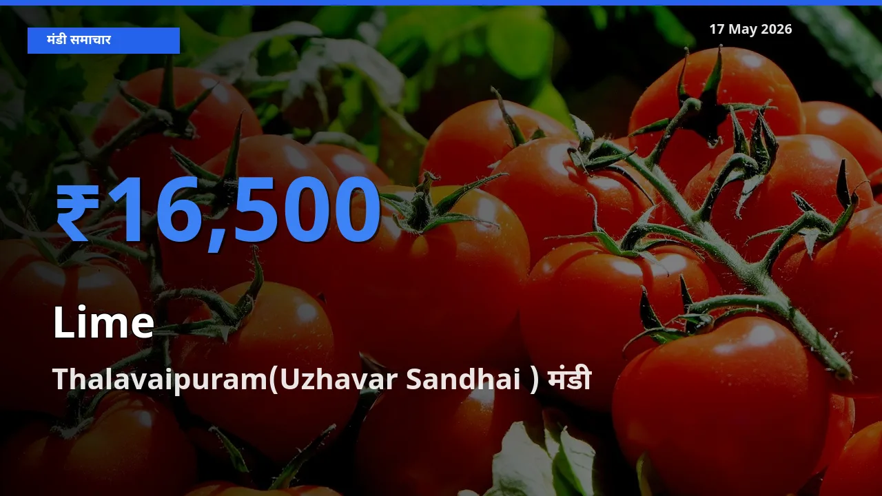 आज का मंडी भाव: नींबू के सबसे ज़्यादा दाम Thalavaipuram(Uzhavar Sandhai ) में