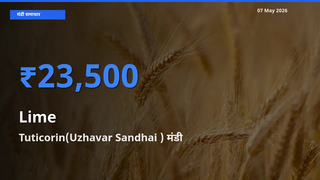 Tuticorin(Uzhavar Sandhai ) में नींबू का आज सबसे ऊँचा भाव