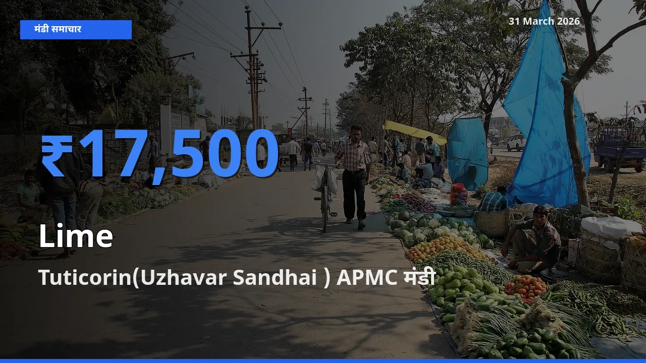 Tuticorin(Uzhavar Sandhai ) APMC मंडी में आज नींबू के सबसे ऊँचे दाम दर्ज