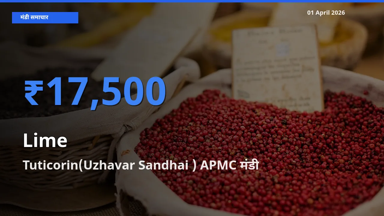 आज का मंडी भाव: नींबू के सबसे ज़्यादा दाम Tuticorin(Uzhavar Sandhai ) APMC में