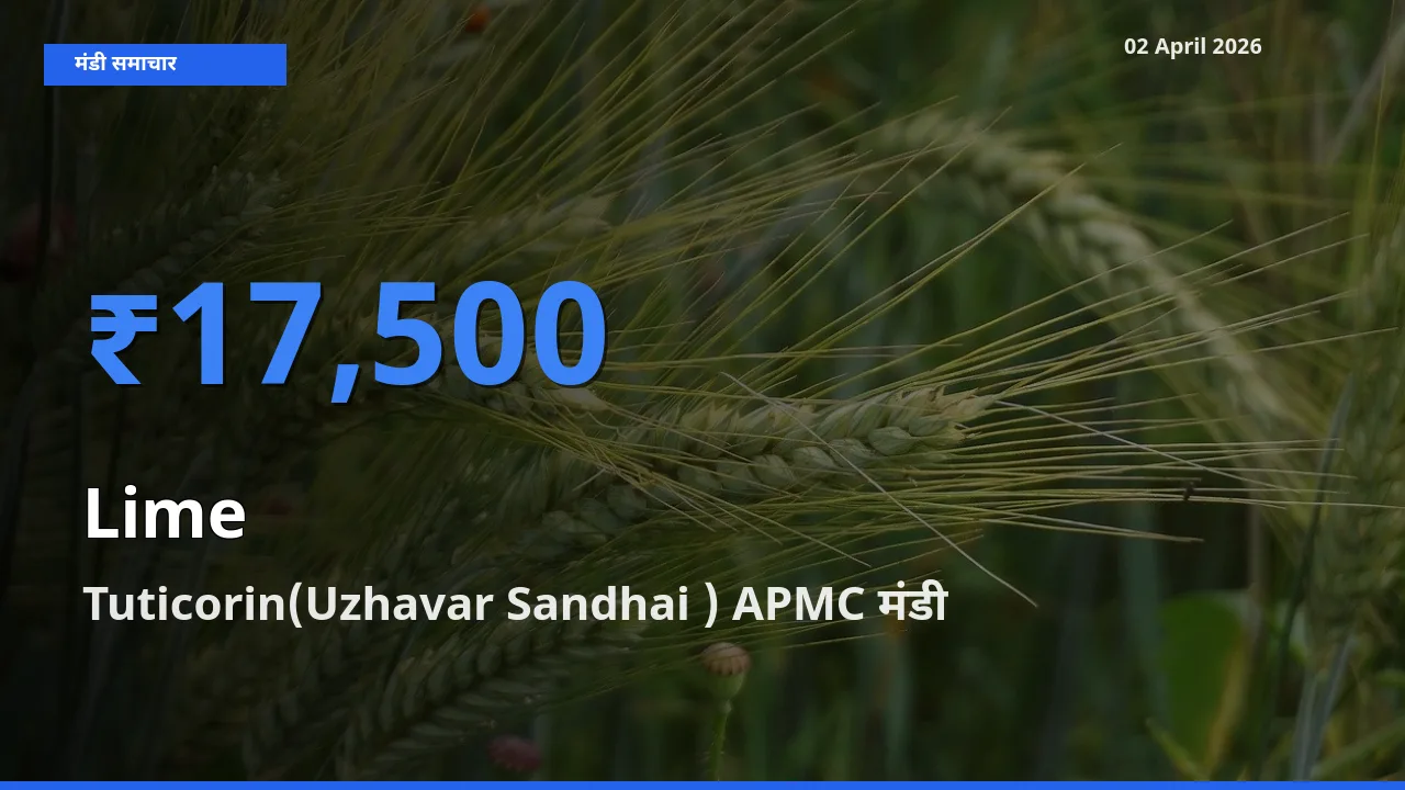 02 April अपडेट: नींबू के सबसे ऊँचे दाम Tuticorin(Uzhavar Sandhai ) APMC मंडी में