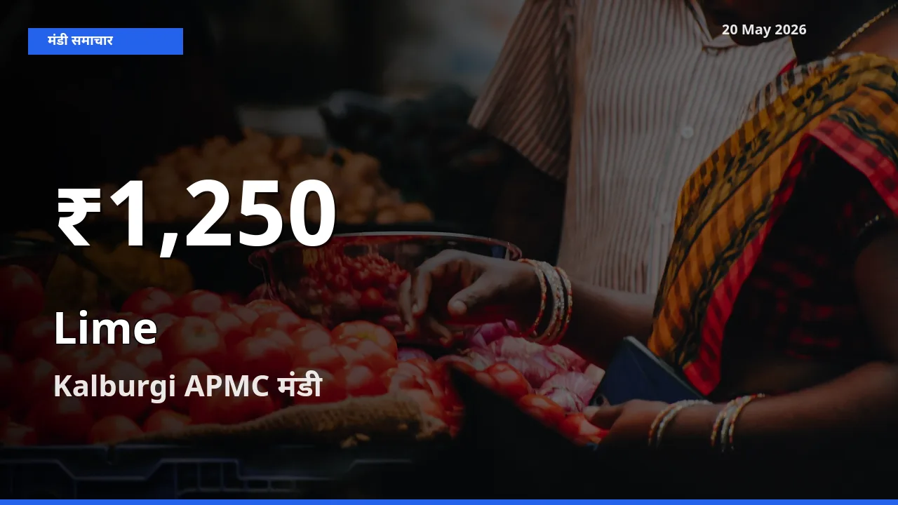Kalburgi APMC में नींबू के दाम 30 दिन के न्यूनतम स्तर पर, आज का मंडी भाव देखें