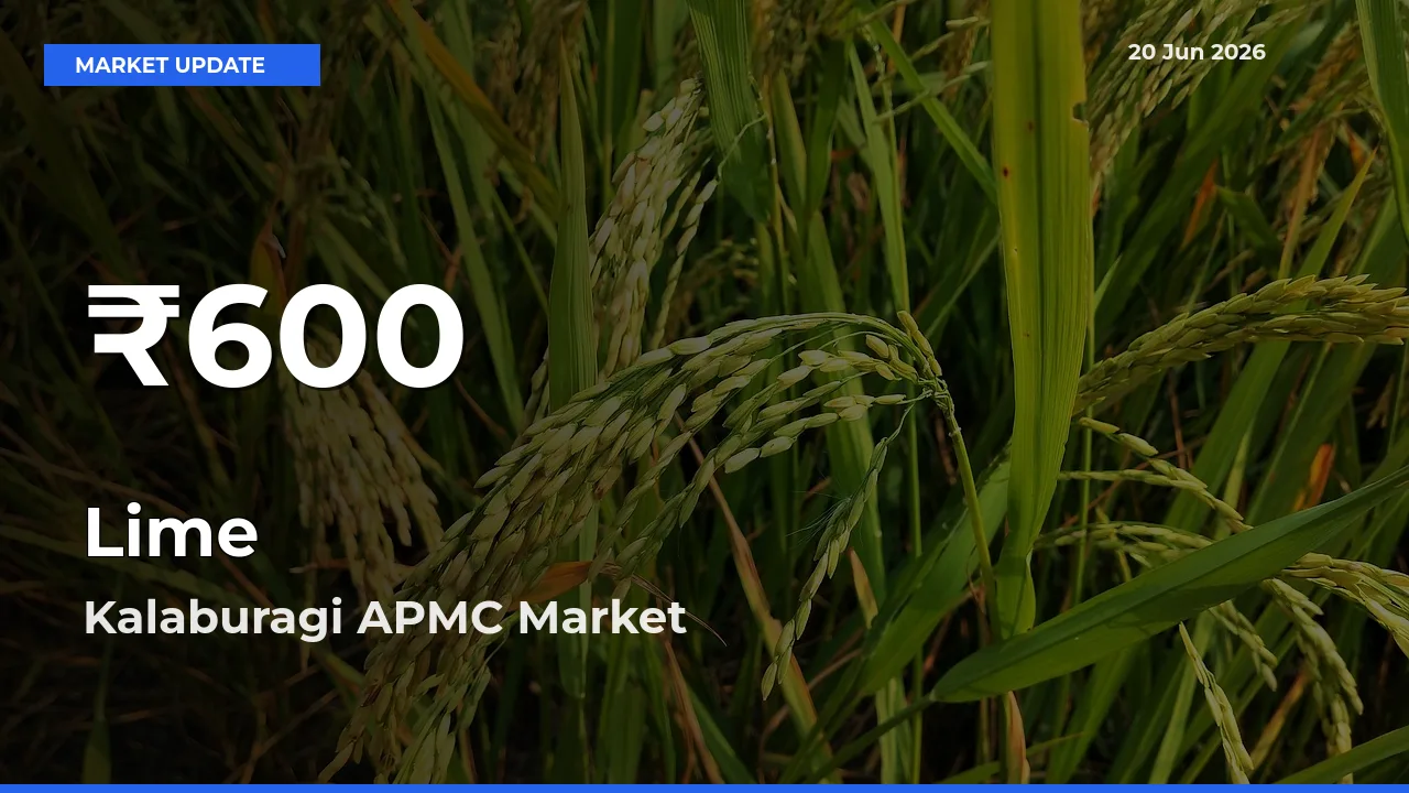 Lime Mandi Rate Today: 30-Day Low Recorded in Kalaburagi APMC