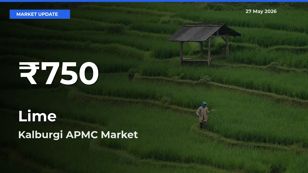 Sharp Fall! Lime Prices Drop to 30-Day Low in Kalburgi APMC