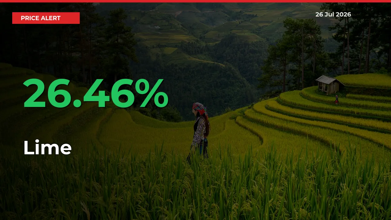 Sudden 26.46% Rally in Lime Prices Across Mandis