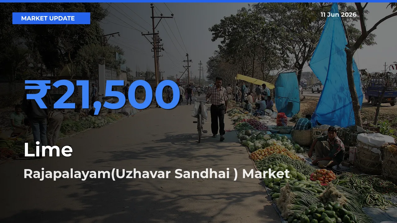 Top Performer! Rajapalayam(Uzhavar Sandhai ) Offers Best Lime Price Today
