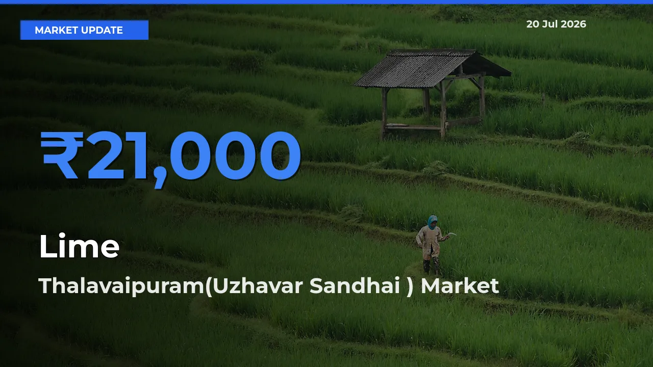 Thalavaipuram(Uzhavar Sandhai ) Records Highest ₹21,000 Rate for Lime