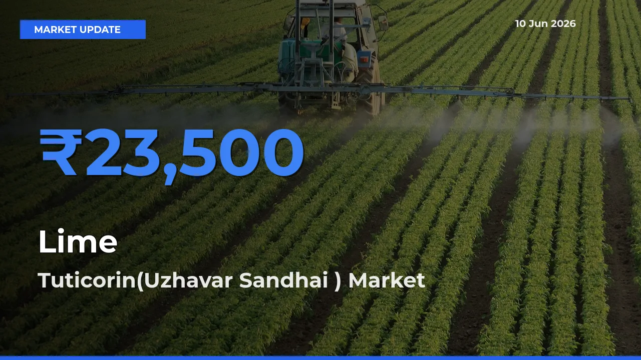 Top Performer! Tuticorin(Uzhavar Sandhai ) Offers Best Lime Price Today