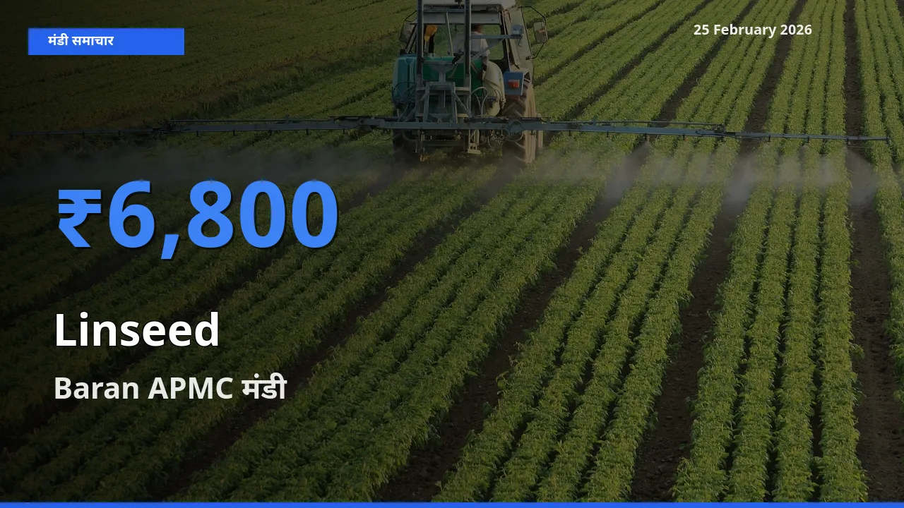 Baran APMC में Linseed का आज सबसे ऊँचा भाव