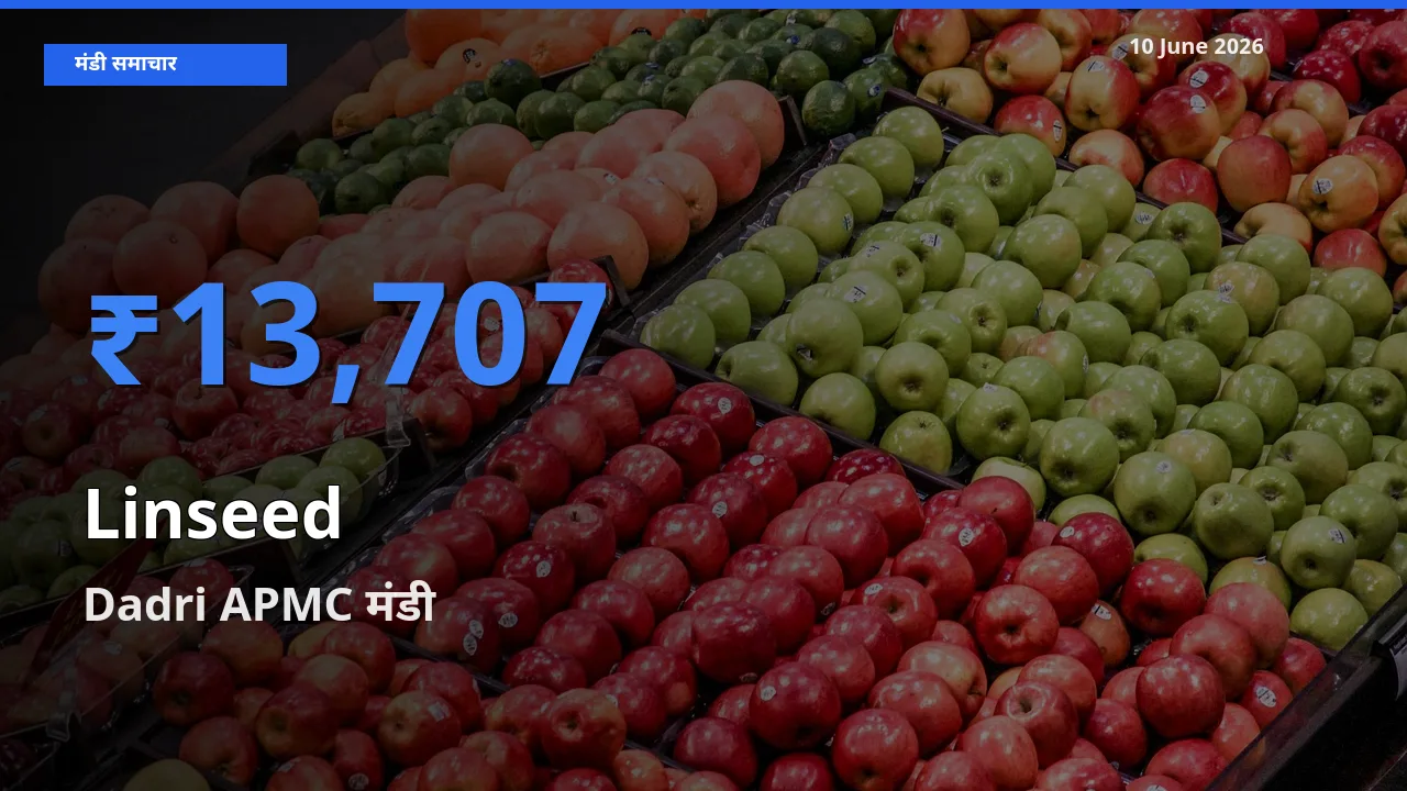 आज अलसी के सबसे ऊँचे दाम ₹13,707 Dadri APMC मंडी में