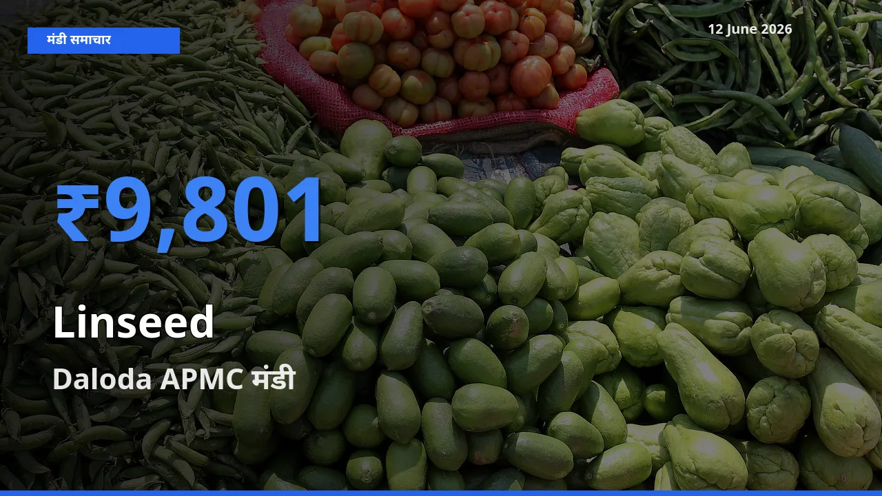 Daloda APMC में अलसी का आज सबसे ऊँचा भाव