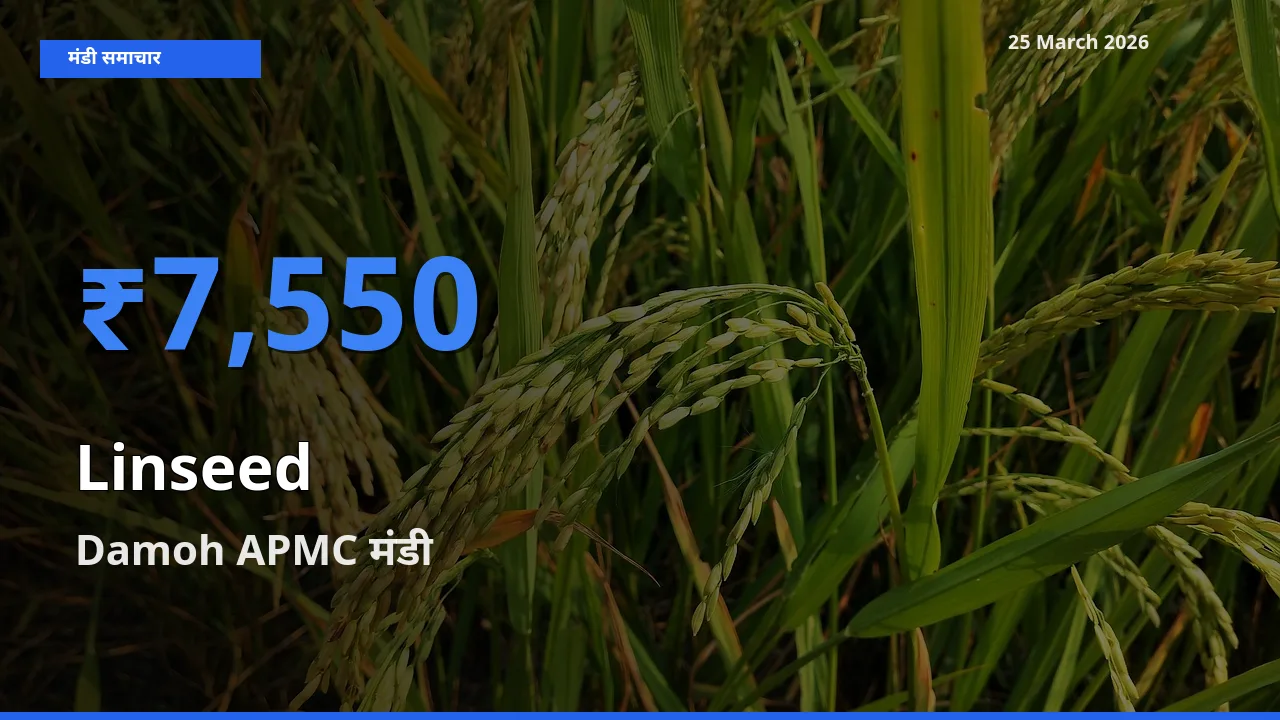 25 March अपडेट: अलसी के सबसे ऊँचे दाम Damoh APMC मंडी में