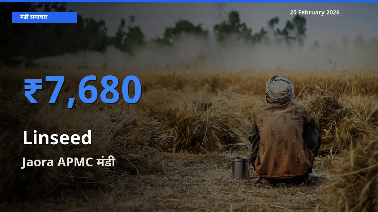 Jaora APMC मंडी में Linseed ₹7,680 पर पहुँचा – आज का सर्वोच्च भाव