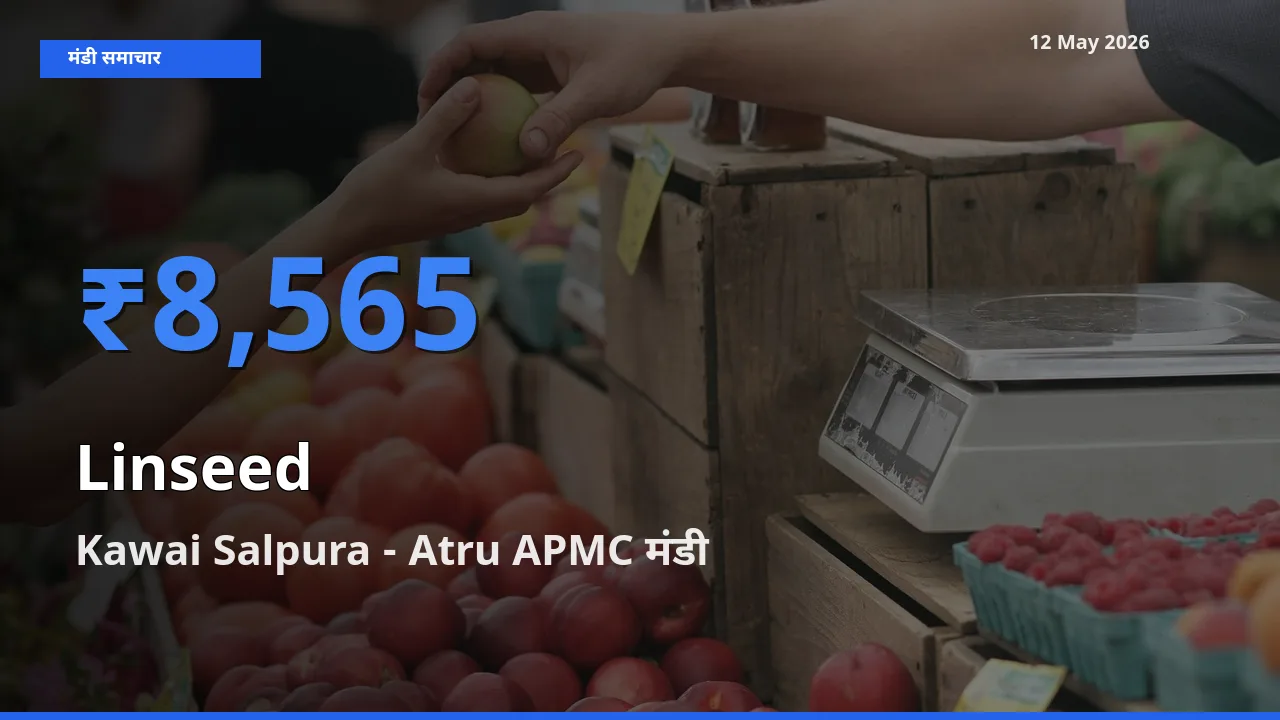 बाज़ार संकेत: Kawai Salpura - Atru APMC बना अलसी के लिए आज की टॉप मंडी