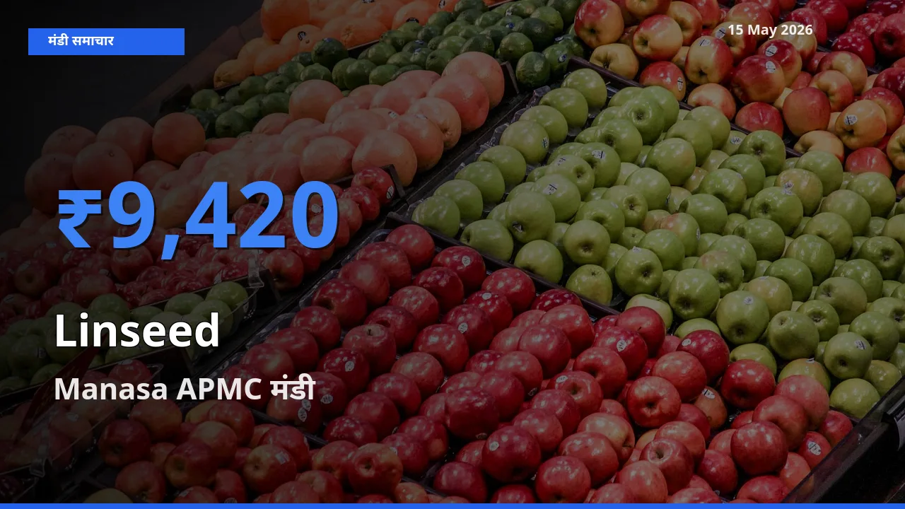 आज का मंडी भाव: अलसी के सबसे ज़्यादा दाम Manasa APMC में